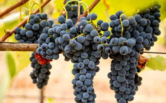 Syrah