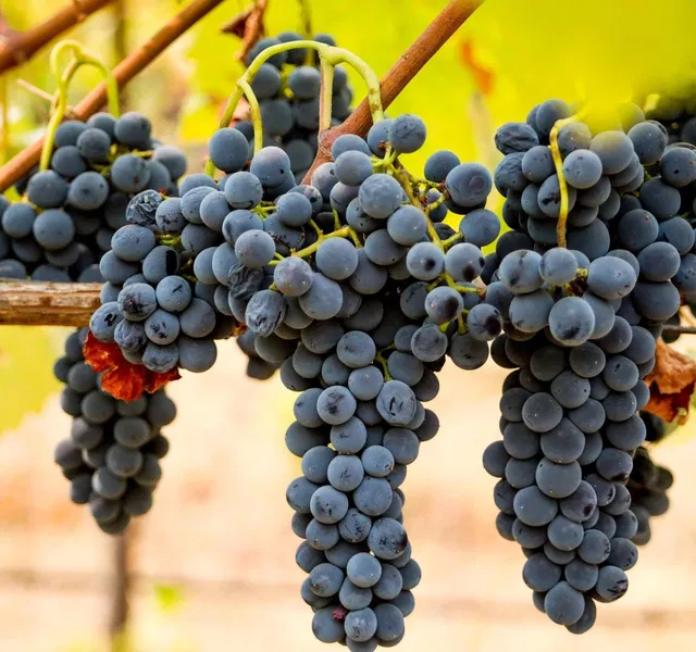 Mettler Ranch California Syrah Grapes