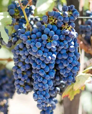 Contra Costa Northern California Aglianico Grapes