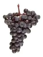 Lodi California Alicante Grapes