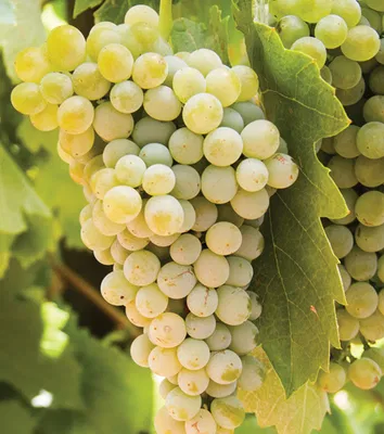 Lodi Fiano Grapes