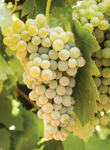 Lodi California Fiano Grapes