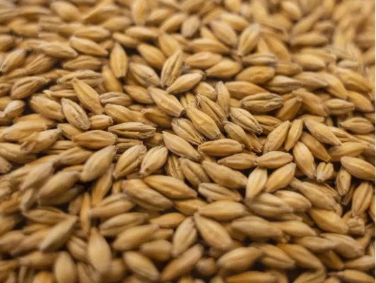 Gambrinus Mars Malt