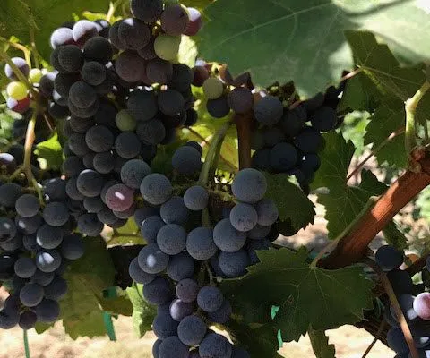 Cabernet Franc Grapes