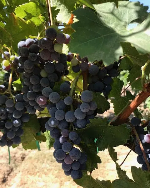 Lodi California Cabernet Franc Grapes