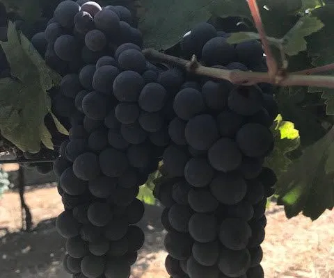 Kings River Vineyard Primitivo Grapes