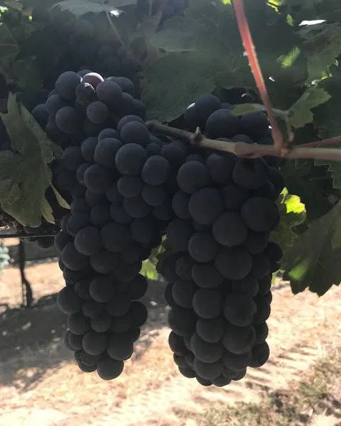 Lodi Castamagna Old Vine Primitivo Grapes