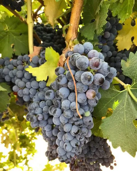 Lodi California Cabernet Sauvignon Grapes