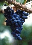 Lodi California Malbec Grapes