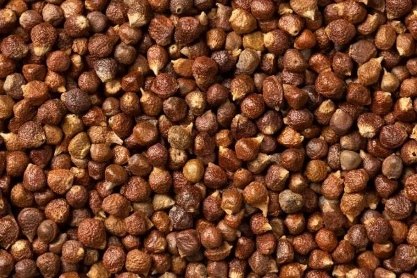 Paradise Seeds