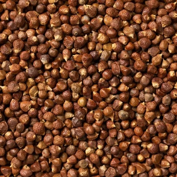 Paradise Seeds
