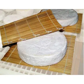 Penicillium Candidum (White Mold)