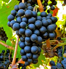 Lodi California Petit Verdot Grapes