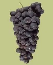 Mettler Ranch California Petite Syrah Grapes