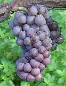 Mettler Ranch California Pinot Grigio Grapes