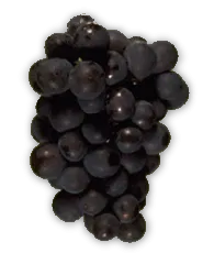 Lodi California Pinot Noir Grapes