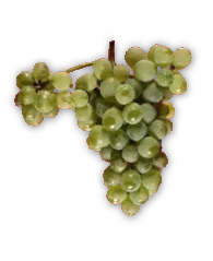 Sauvignon Blanc