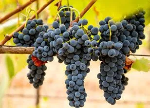 Lodi California Syrah Grapes