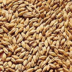 Weyermann Eraclea Italian Pilsner Malt
