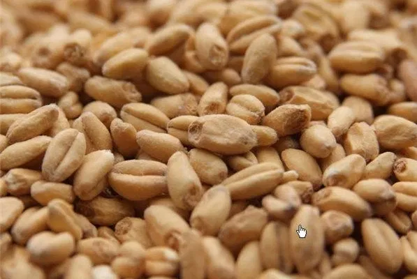 Briess White Wheat Malt