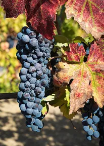 Lodi California Caterina Old Vine Zinfandel Grapes