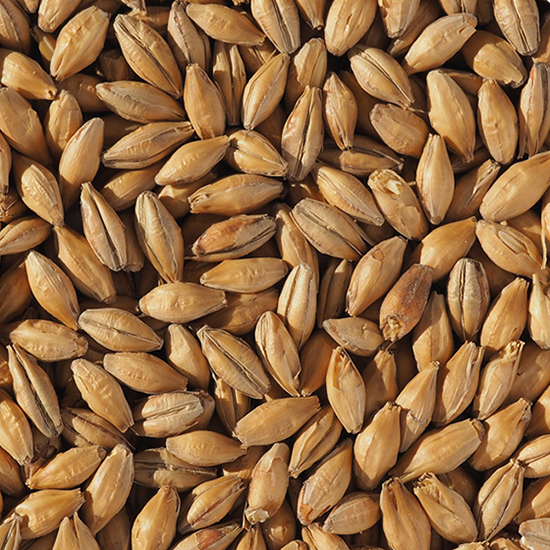 Crisp Clear Choice Pale Malt Beer Wine Hobby Store View