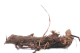 Hop Rhizomes